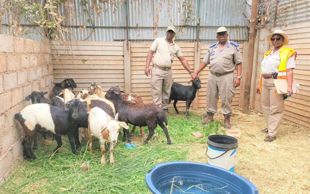 Businessman penalized for keeping goats in the CBD