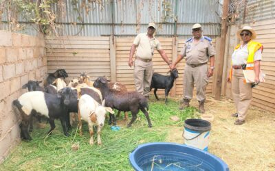 Businessman penalized for keeping goats in the CBD
